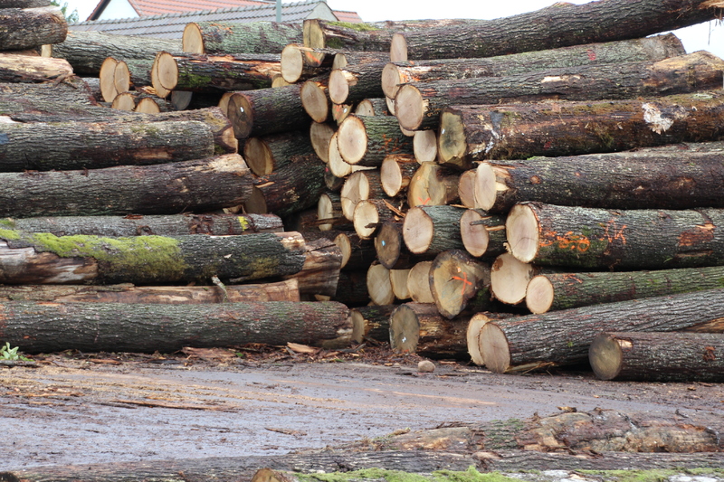 Unser Wald ver&auml;ndert sich - Eine Veranstaltung von Barbara Becker, MdL mit Waldgang und Betriebsbesichtigung in Geiselwind am 2.10.2019<br />