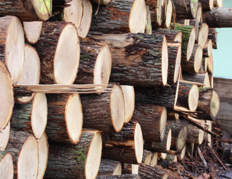 Unser Wald ver&auml;ndert sich - Eine Veranstaltung von Barbara Becker, MdL mit Waldgang und Betriebsbesichtigung in Geiselwind am 2.10.2019<br />